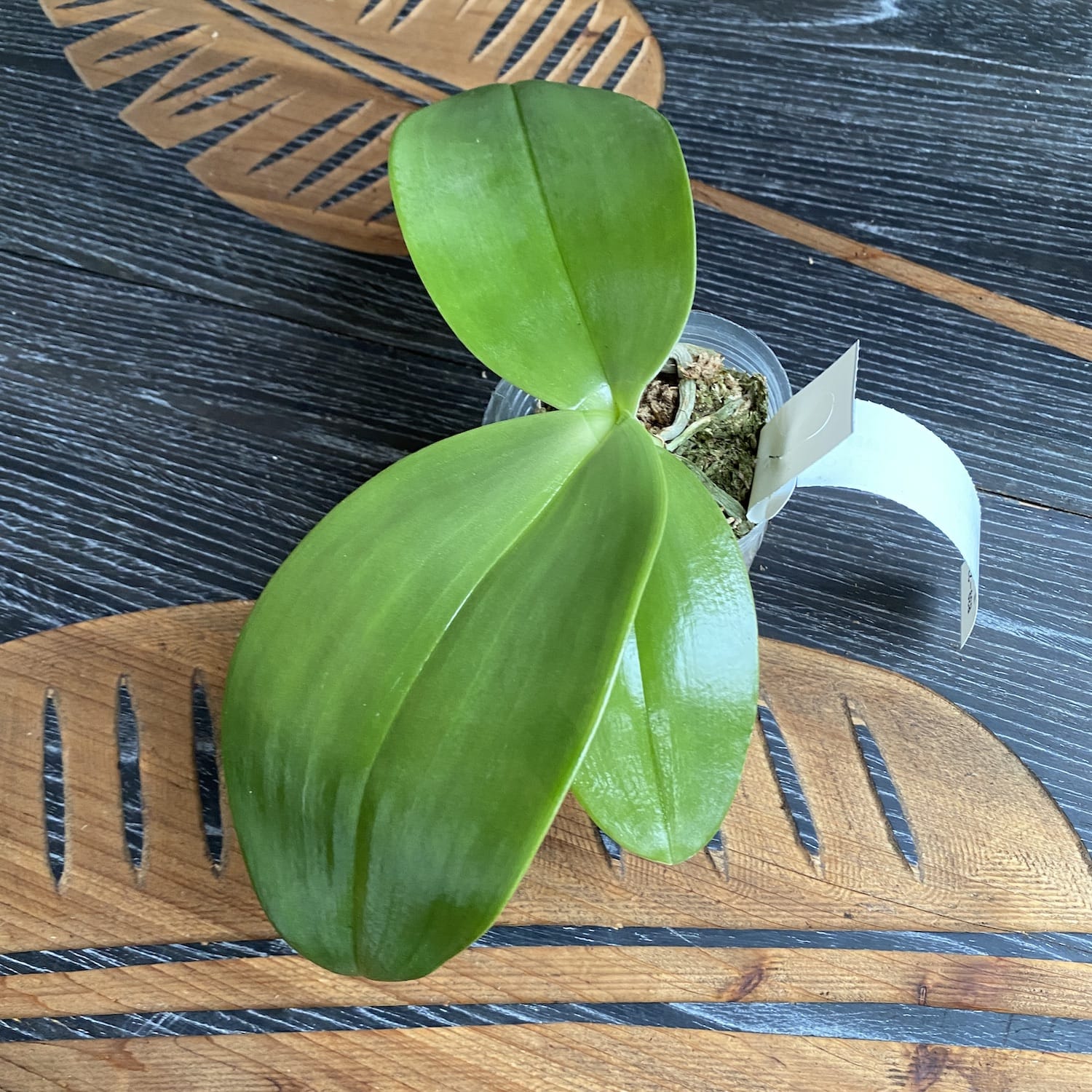 Phalaenopsis gigantea * parfumata