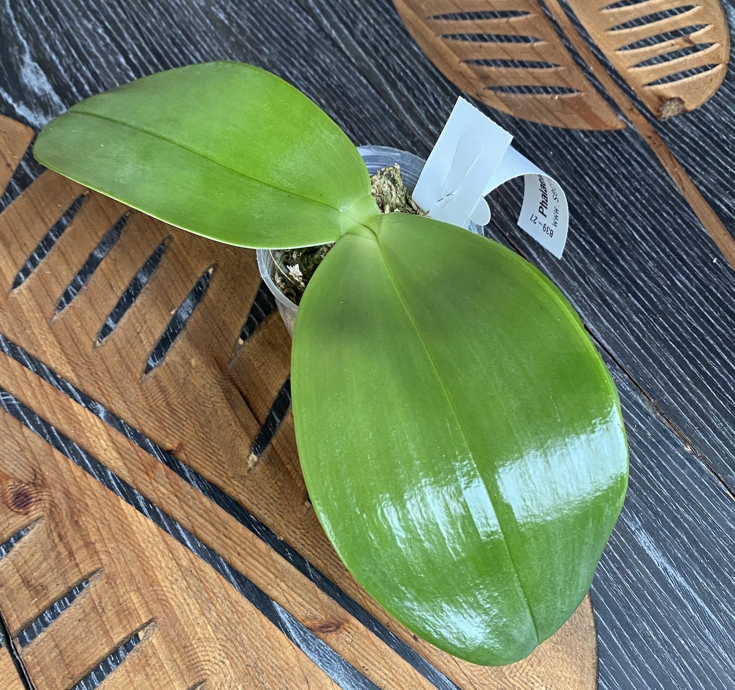 Phalaenopsis gigantea * parfumata