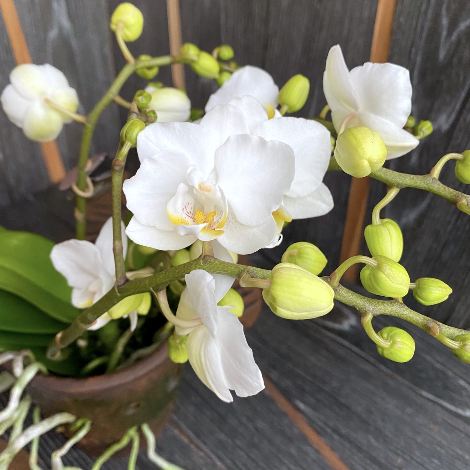 Phalaenopsis Terra Blanc