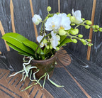 Phalaenopsis Terra White