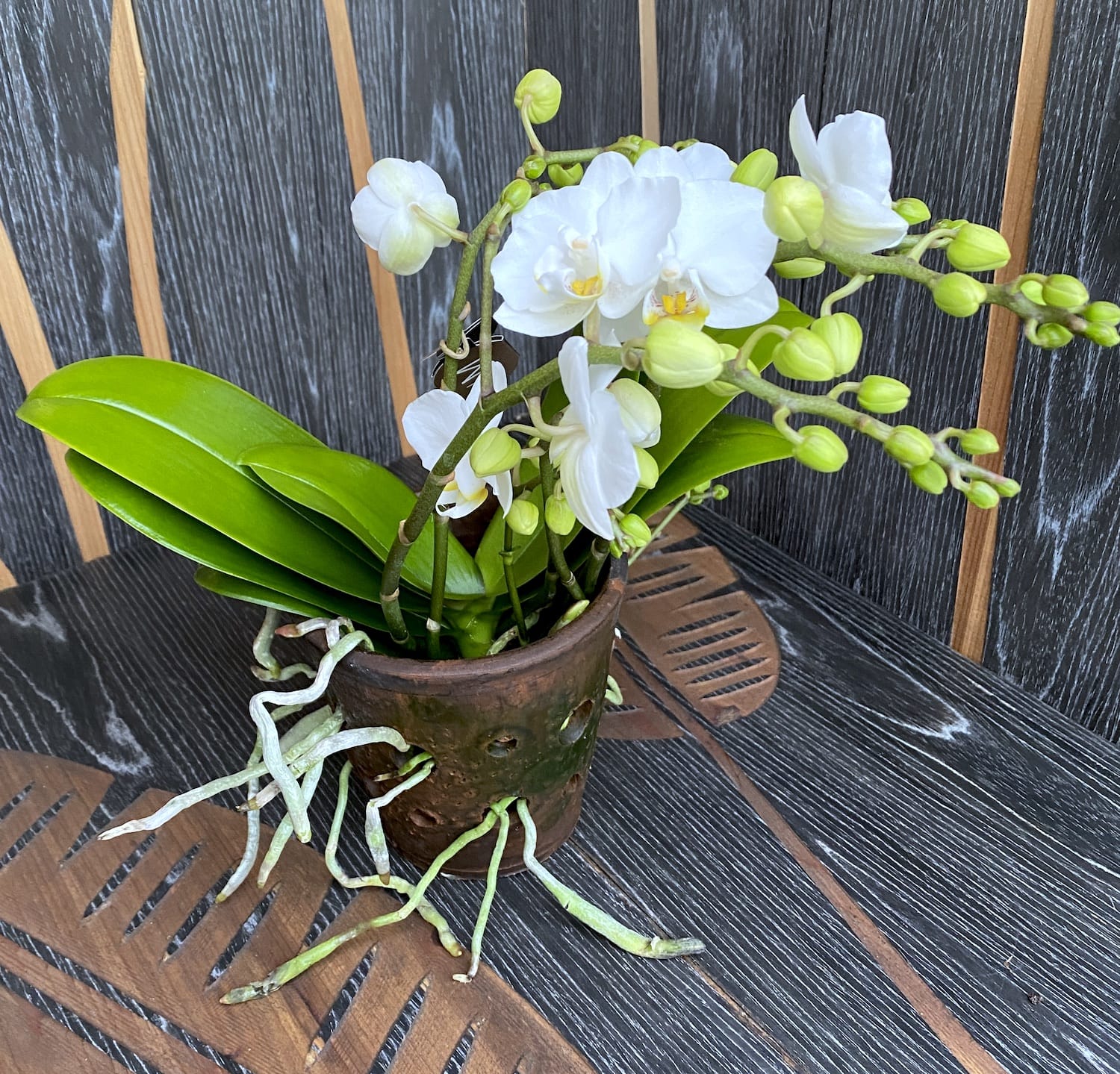 Phalaenopsis Terra Blanc