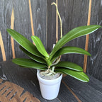 Phalaenopsis intermedia 'Orange'