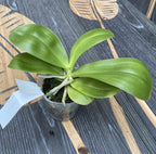 Phalaenopsis mannii var. flava