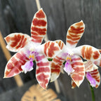 Phalaenopsis mariae × tetraspis 'C1'