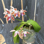 Phalaenopsis mariae × tetraspis 'C1'