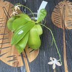 Phalaenopsis mariae × tetraspis 'C1'