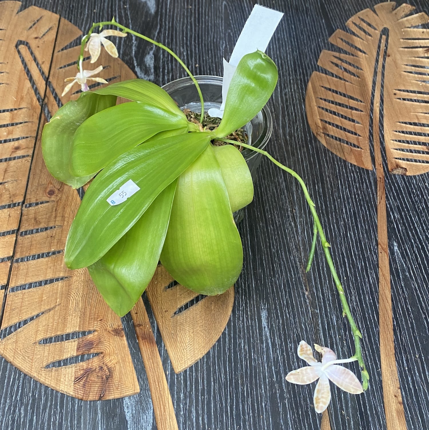 Phalaenopsis mariae × tetraspis 'C1'