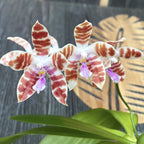 Phalaenopsis mariae × tetraspis 'C1'