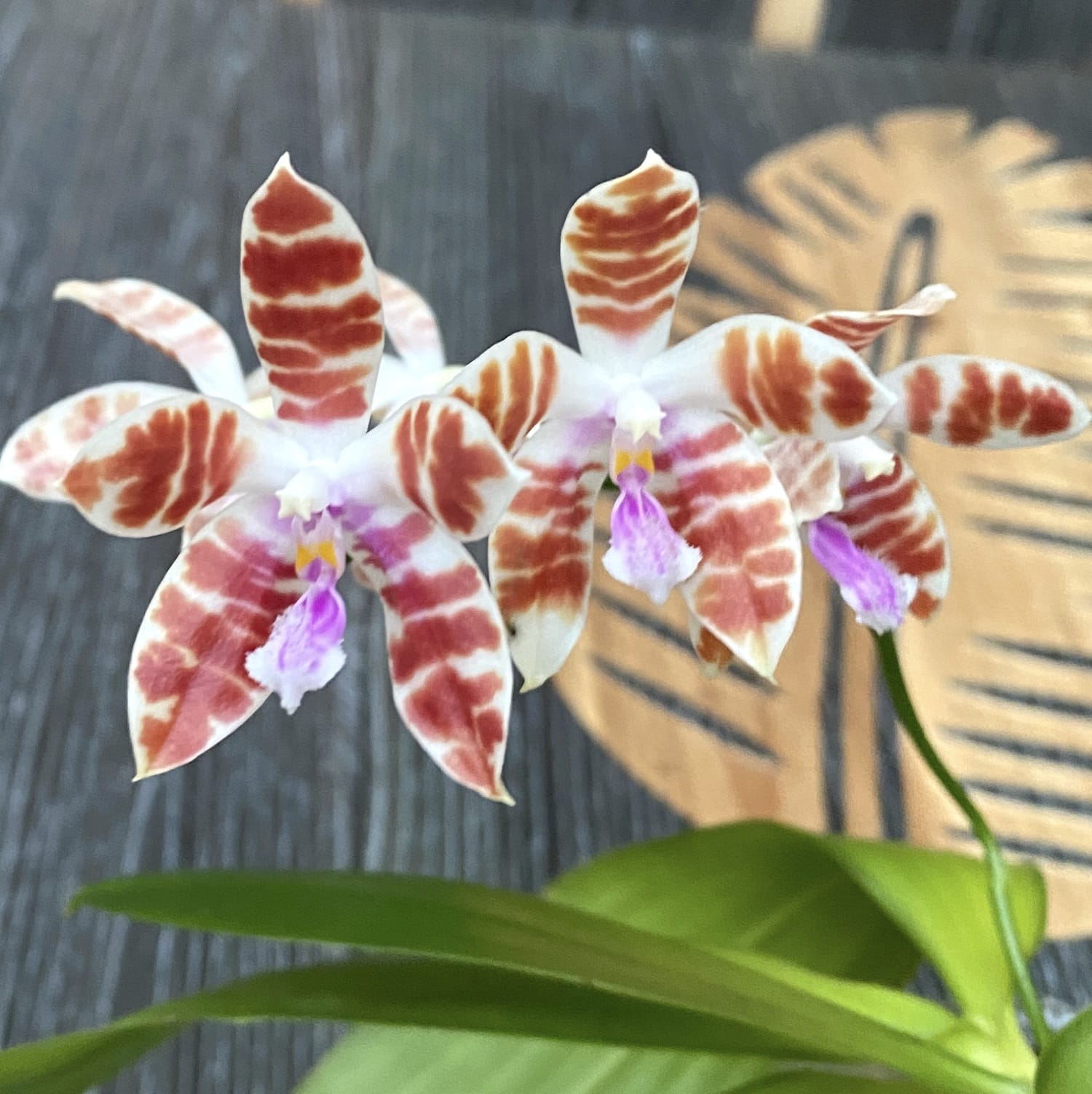 Phalaenopsis mariae × tetraspis 'C1'