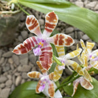 Phalaenopsis mariae × tetraspis 'C1'