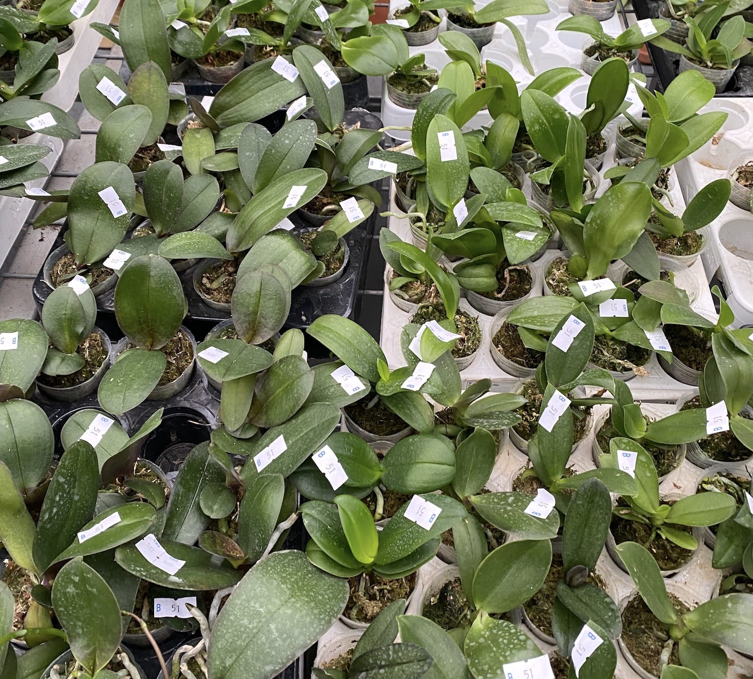 Phalaenopsis mix Taiwan #20