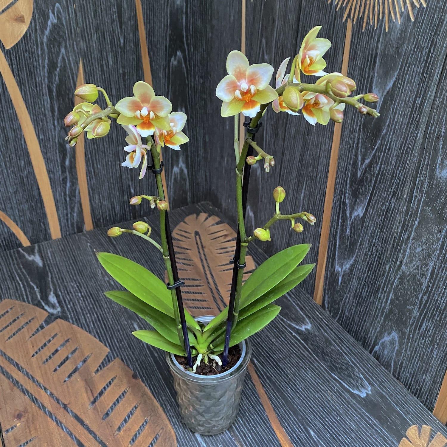 Phalaenopsis multiflora no ID