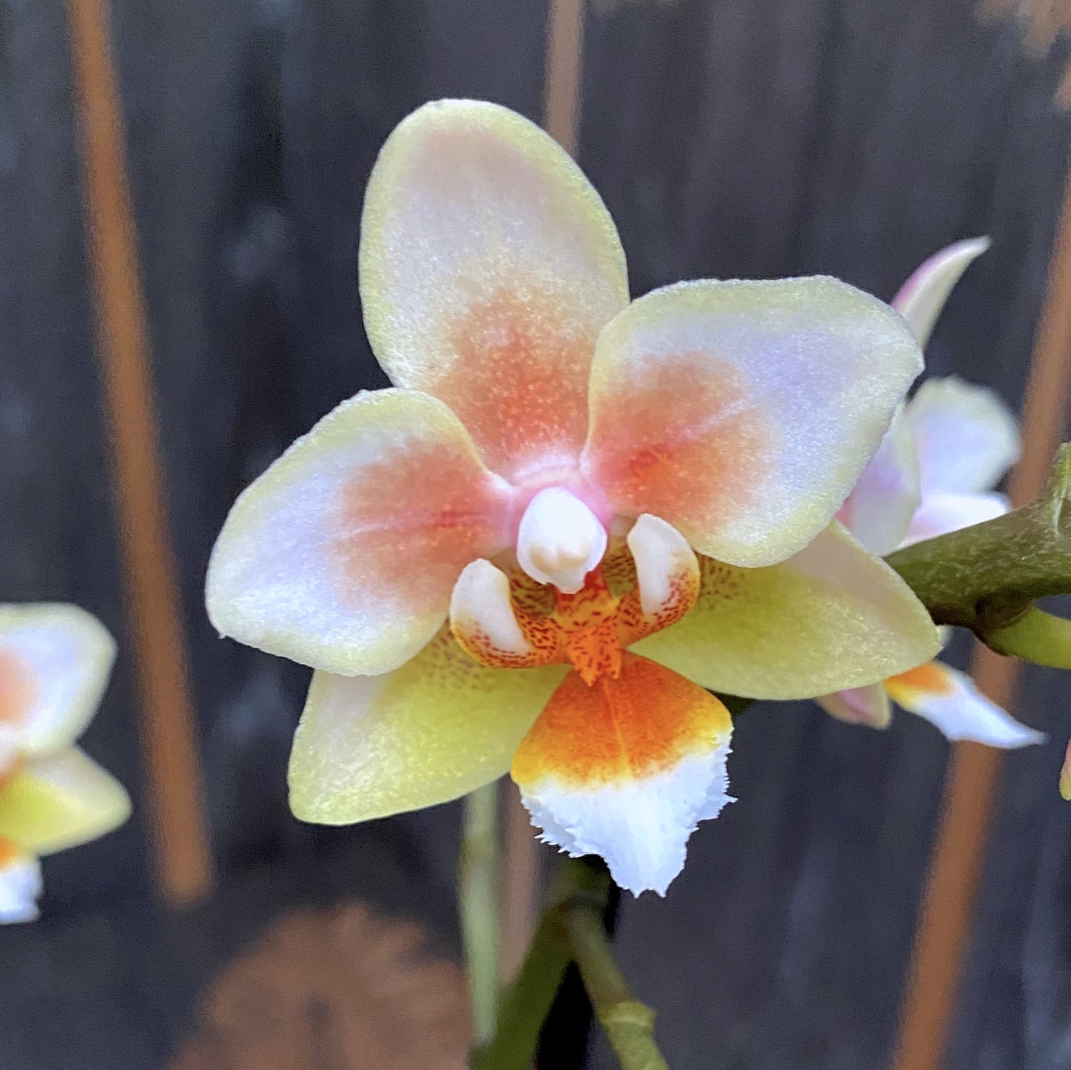 Phalaenopsis multiflora no ID