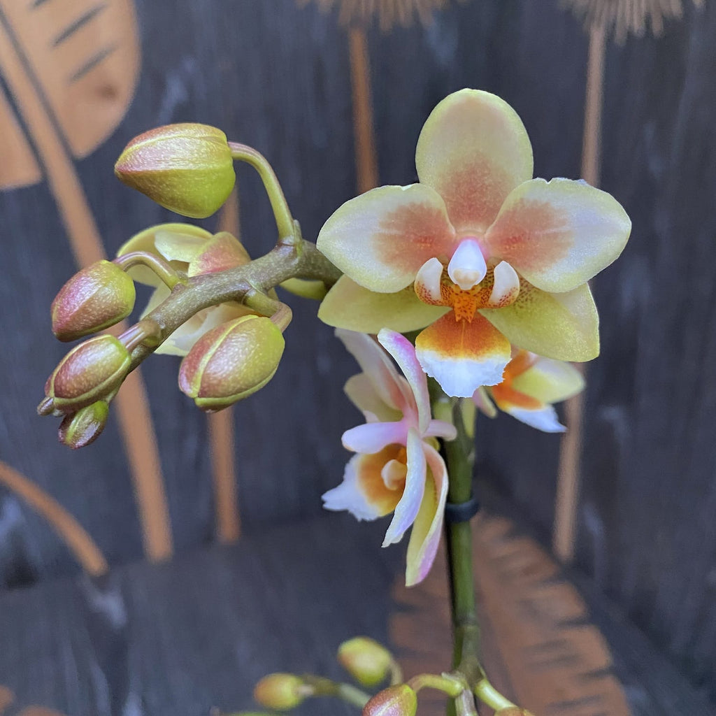 Phalaenopsis multiflora sans ID