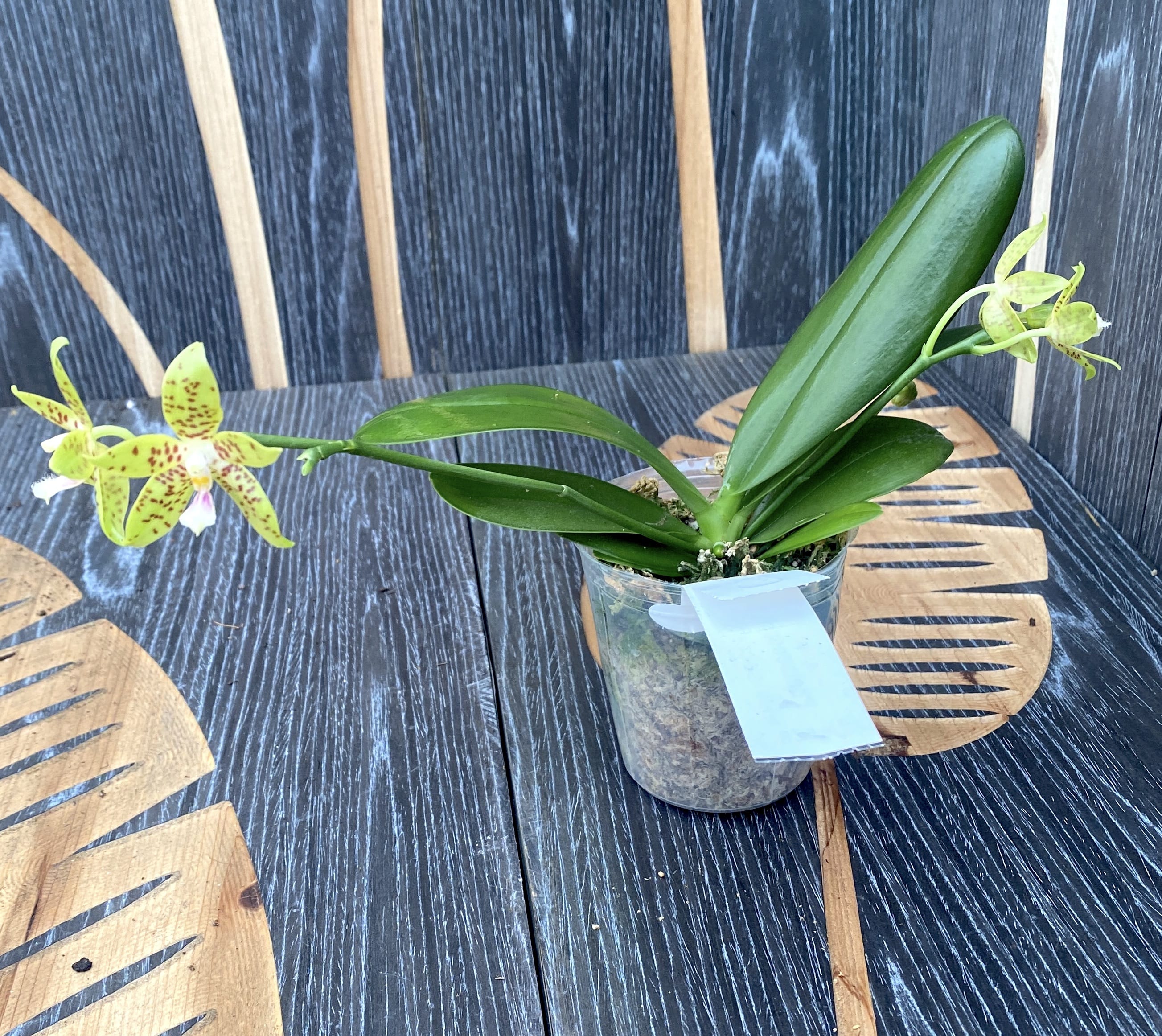 Phalaenopsis pallens * duftend