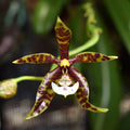 Phalaenopsis pantherina