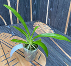 Φαλαίνοψις πάνθερινα