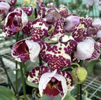 Φαλαίνοψις πελωρική 3 χείλη (ανεπτυγμένα δείγματα)