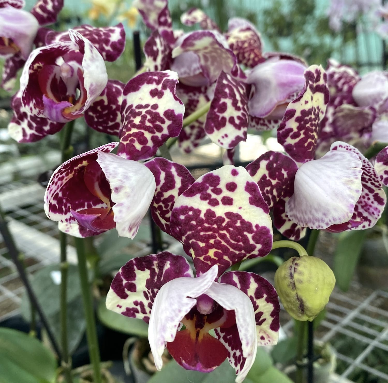 Phalaenopsis pelorica 3 labbra (esemplare sviluppato)