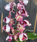 Φαλαίνοψις πελωρική 3 χείλη (ανεπτυγμένα δείγματα)