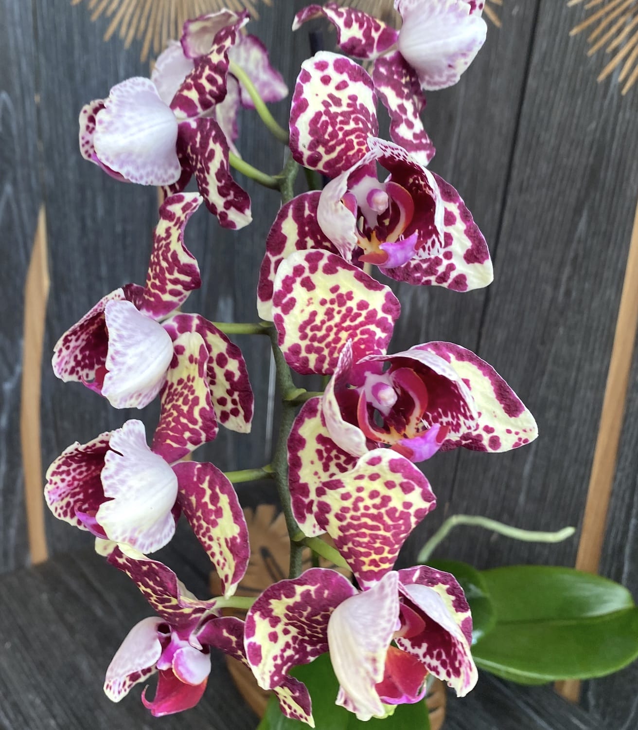 Phalaenopsis peloric 3 Lippen (entwickelte Exemplare)