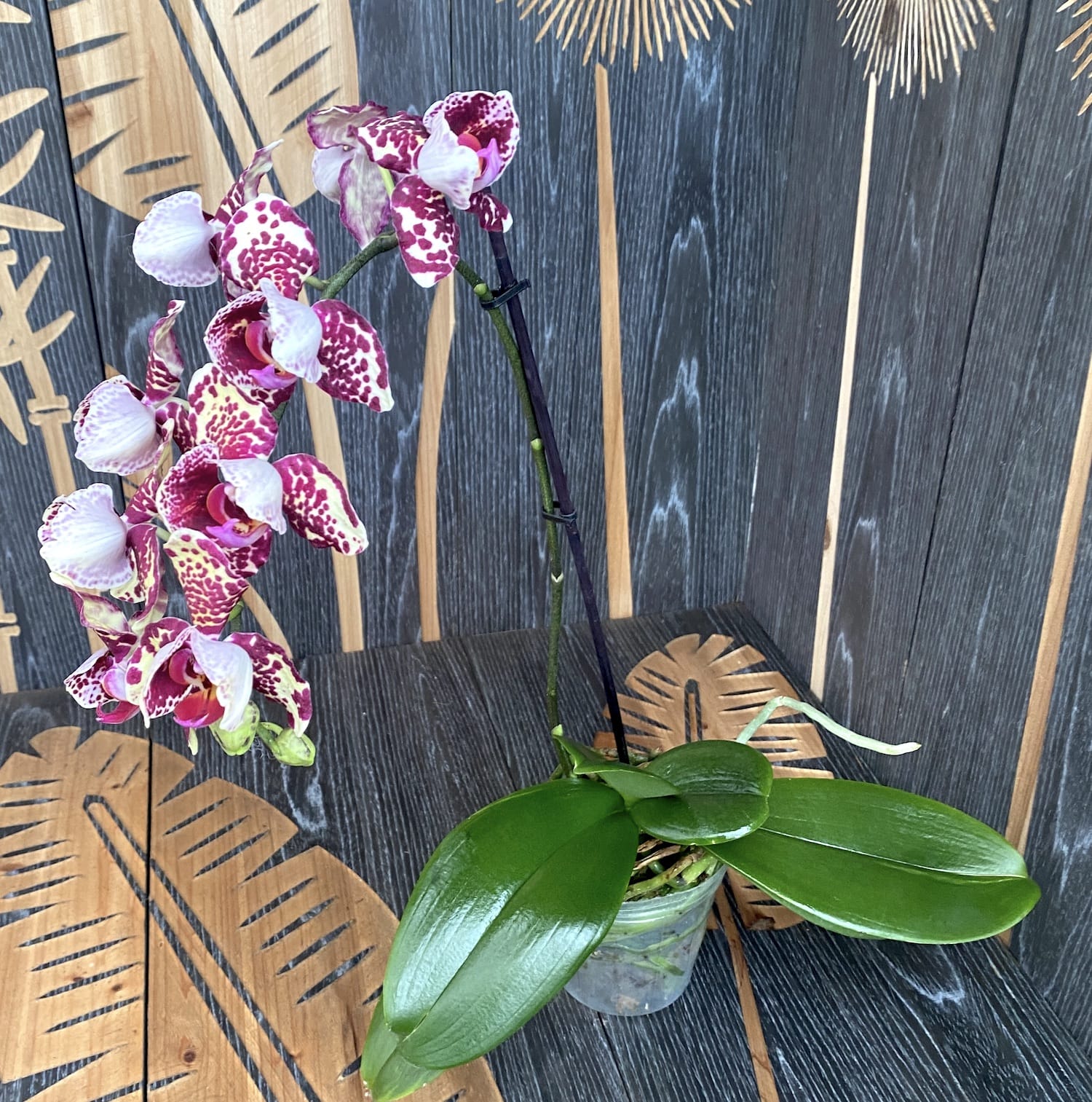 Phalaenopsis pelorica 3 labbra (esemplare sviluppato)