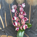 Φαλαίνοψις πελωρική 3 χείλη (ανεπτυγμένα δείγματα)