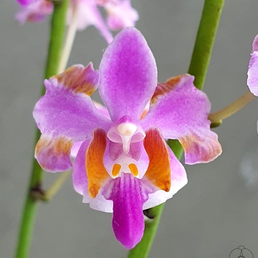 Phalaenopsis pulcherrima '618' (peloric)