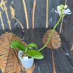 Phalaenopsis pulcherrima 'Pink' *fragrant flowers