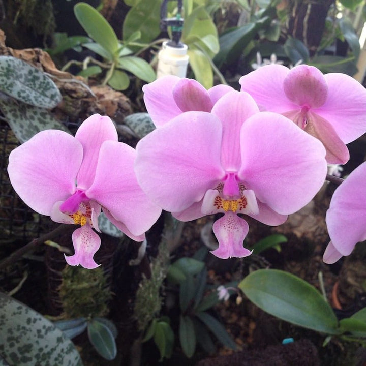 Phalaenopsis schilleriana 'Pink Butterfly'