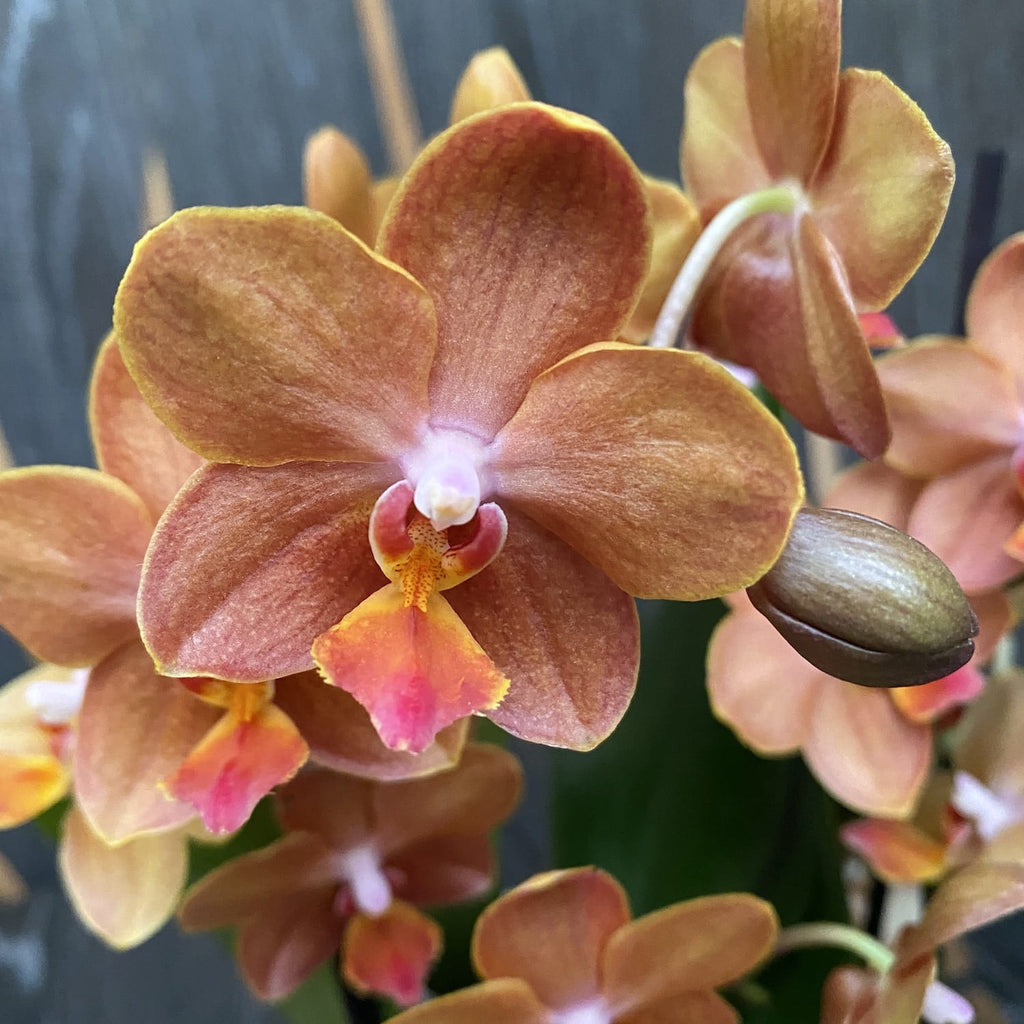 Phalaenopsis speciala PH200 - illatos virágok