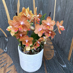 Phalaenopsis speciala PH200 - mirisno cvijeće