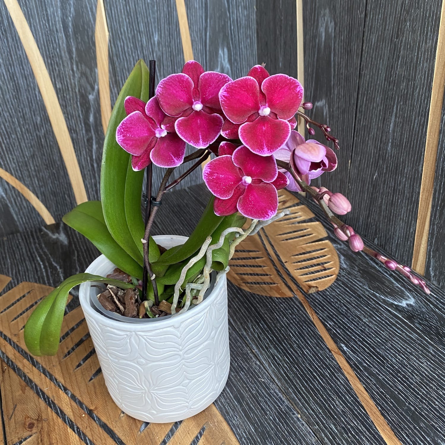 Phalaenopsis spécial PH238