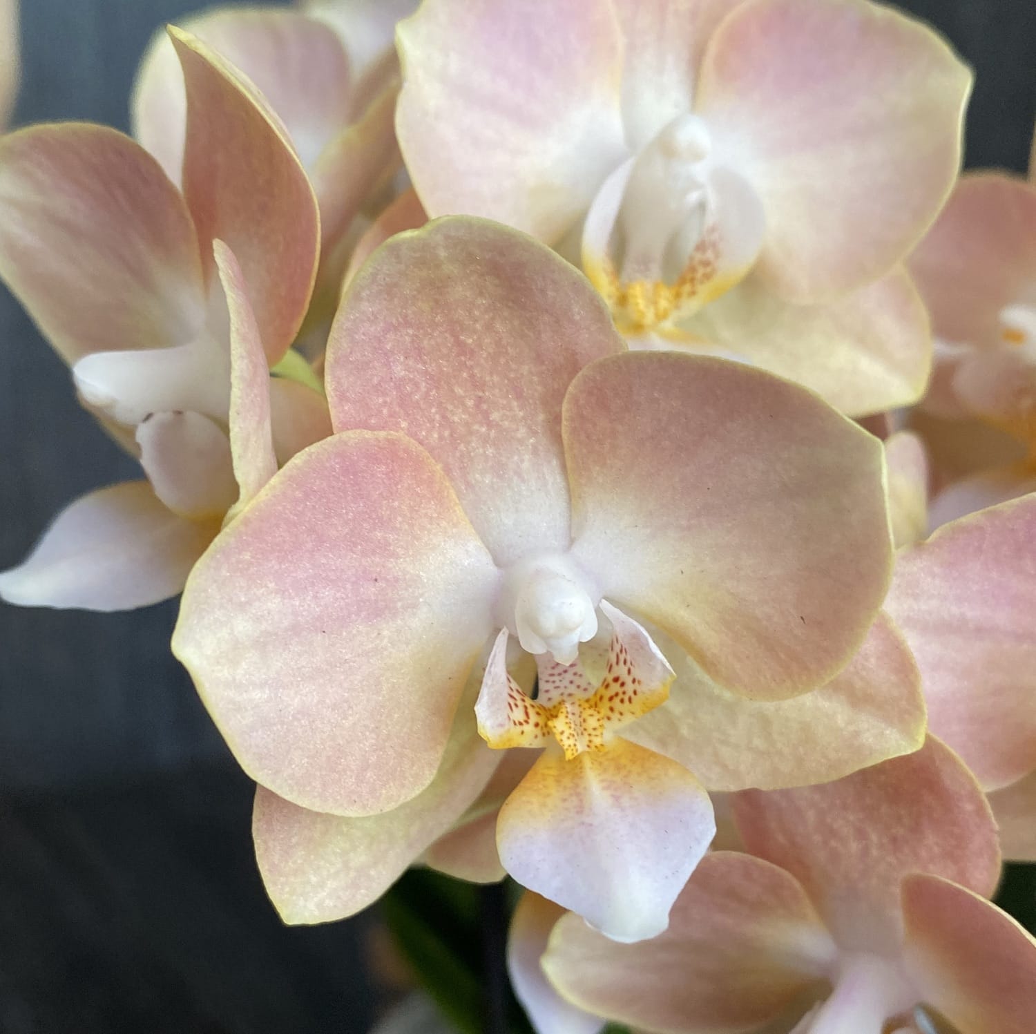 Phalaenopsis spéciale PH145 - intensément parfumée