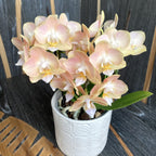 Phalaenopsis špeciálna PH145 - intenzívne voňavá