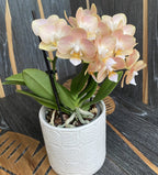 Phalaenopsis špeciálna PH145 - intenzívne voňavá