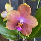 Phalaenopsis speciale PH222 - profumata