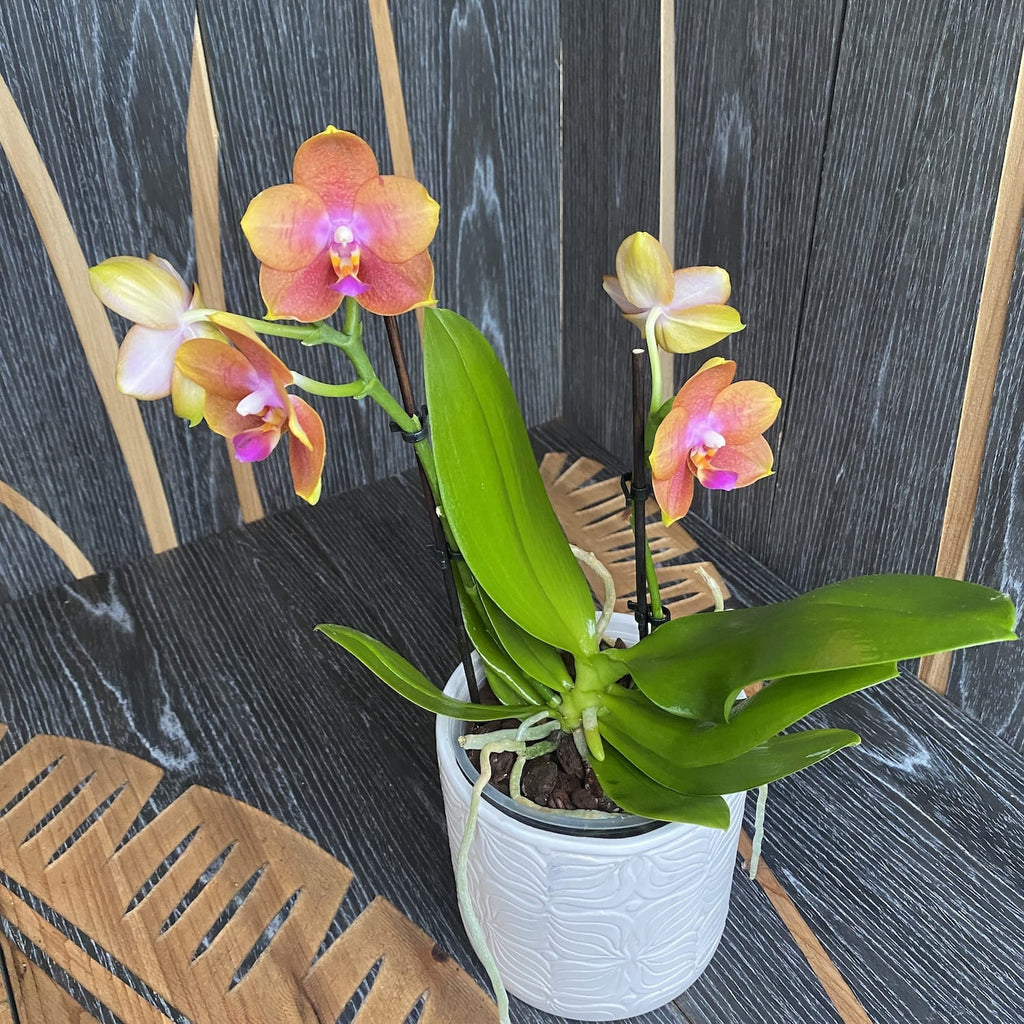 Phalaenopsis speciala PH222 - dišeča