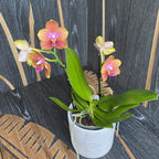 Phalaenopsis speciale PH222 - profumata