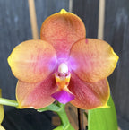 Phalaenopsis speciale PH222 - profumata