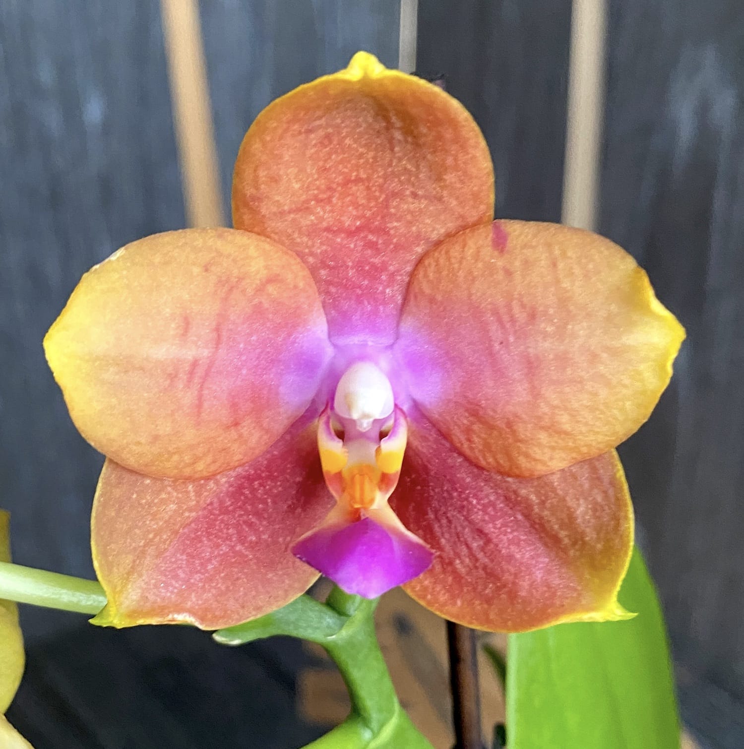Phalaenopsis spéciale PH222 - parfumée