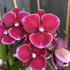 Phalaenopsis speciala PH238