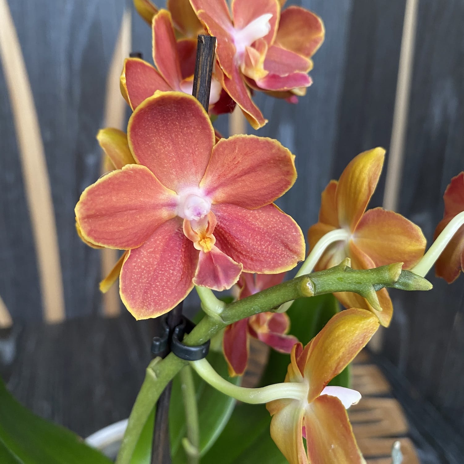 Phalaenopsis Yaphon Parfum - fleurs parfumées