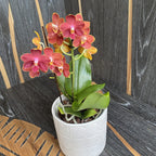 Phalaenopsis Yaphon Parfüm - illatos virágok