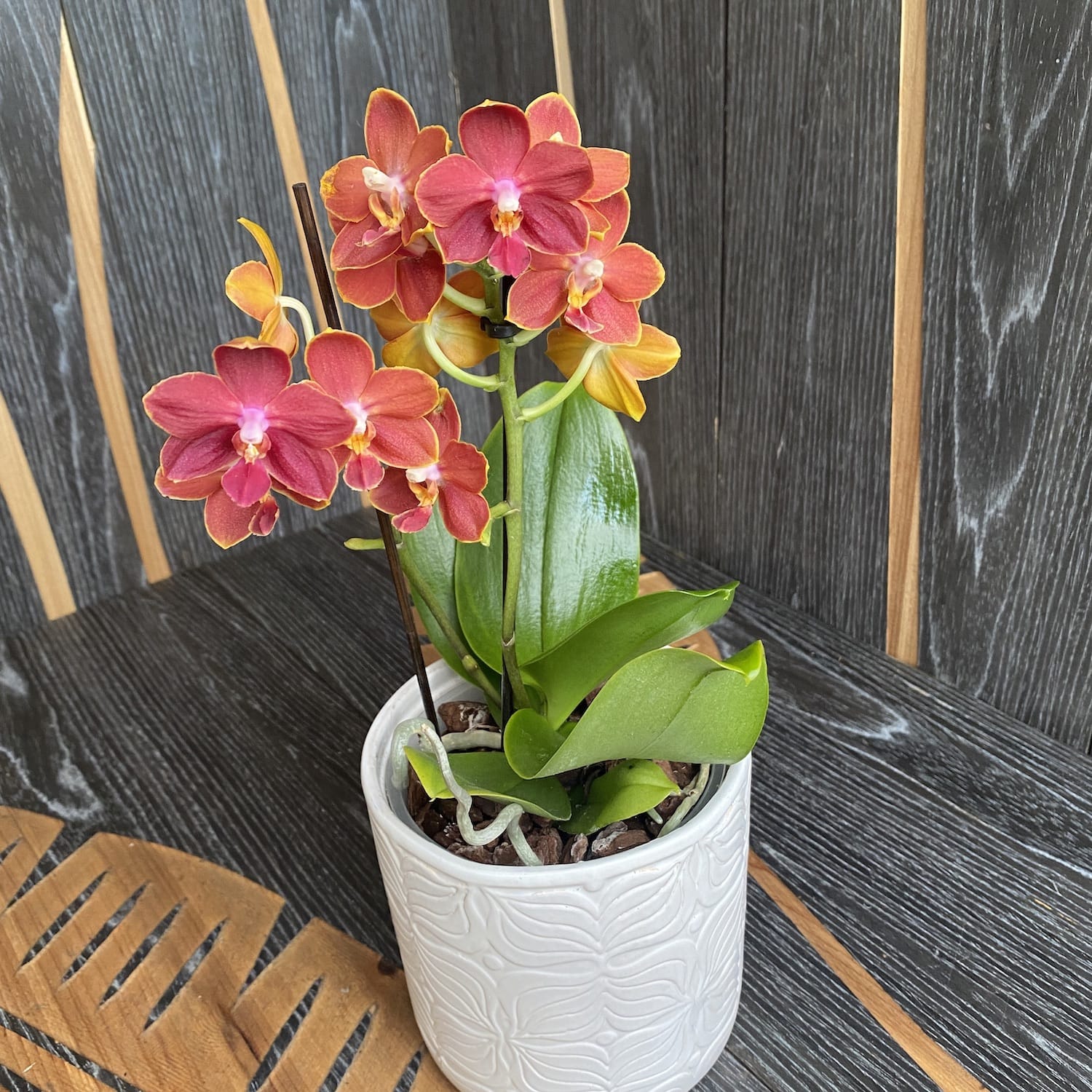 Phalaenopsis Yaphon Parfum - fleurs parfumées