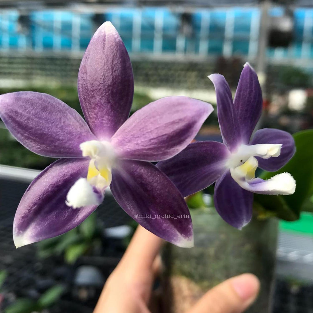Phalaenopsis speciosa 'Super Purple'