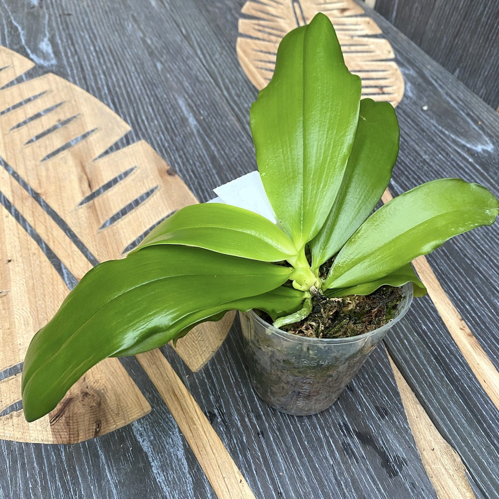 Phalaenopsis speciosa 'Miki Purple' (parfumée)