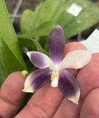 Phalaenopsis speciosa 'Miki Purple' (ароматна)