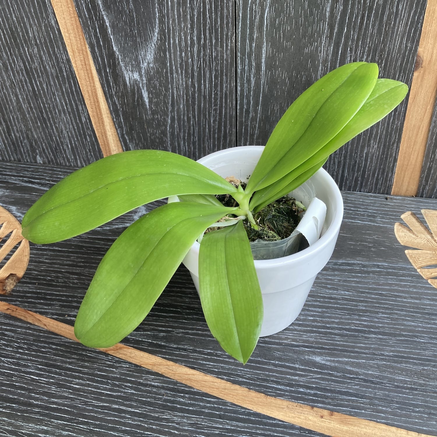 Phalaenopsis speciosa 'Miki Purple' (profumata)