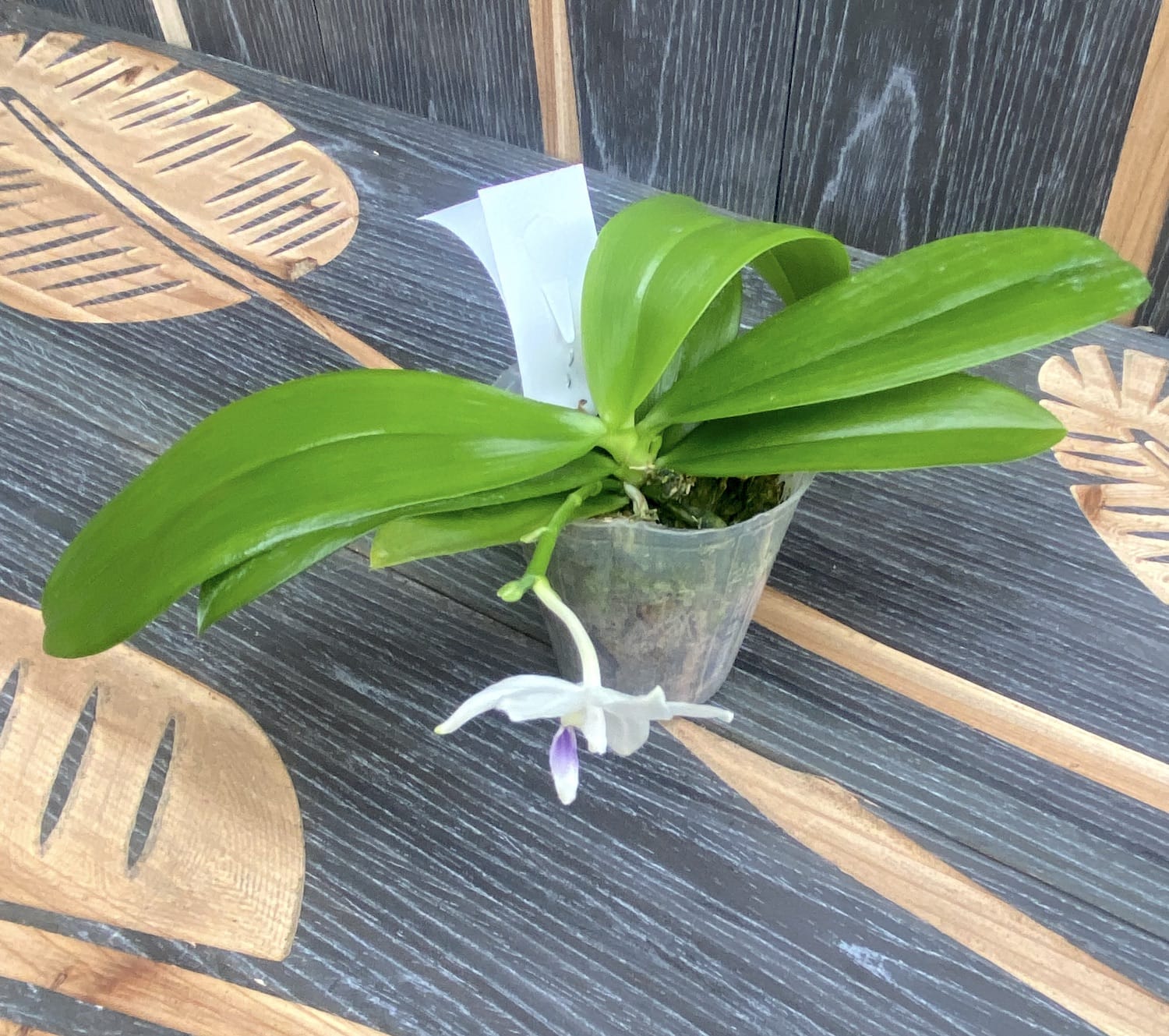 Phalaenopsis speciosa 'Miki Purple' (duftend) - Variation 01